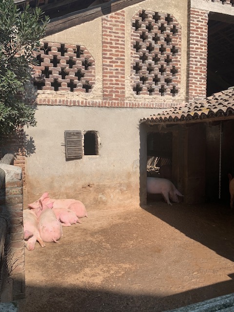 豚小屋で昼寝中のブタ